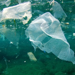 Ở một số vùng biển, rác thải nhựa nhiều gấp 7 lần cá con